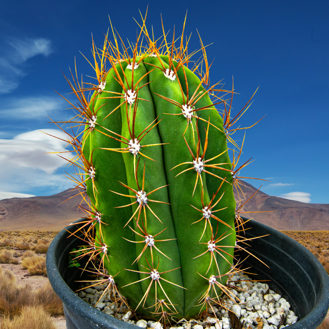 buy saguaro cactus South American Saguaro 16