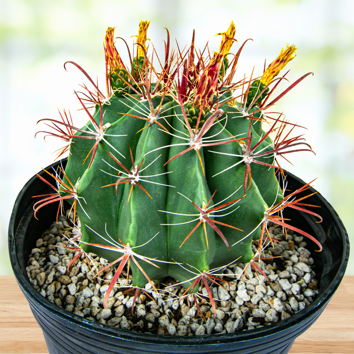 cactus schifflange Southwest Barrel Cactus
