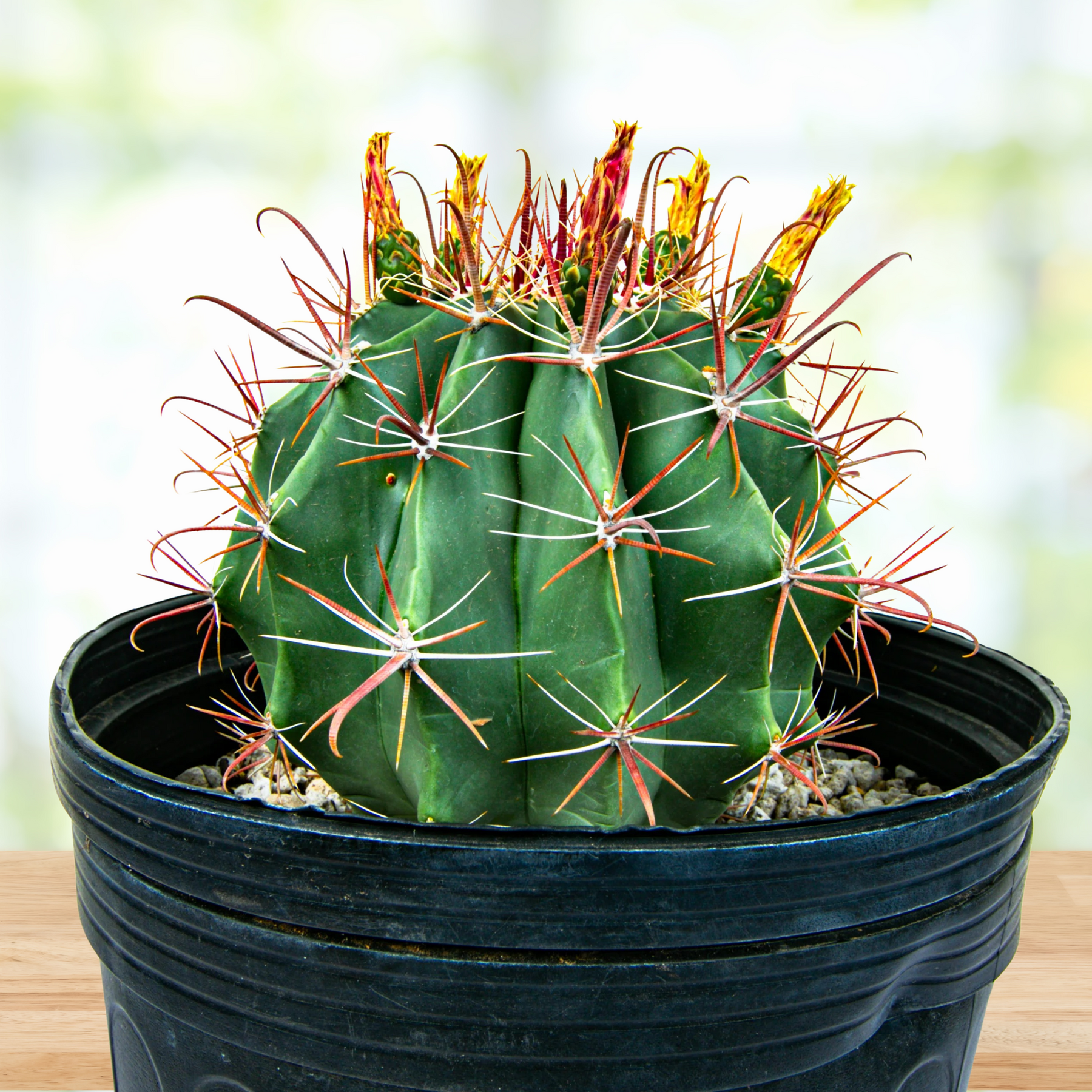 types of barrel cactus Southwest Barrel Cactus