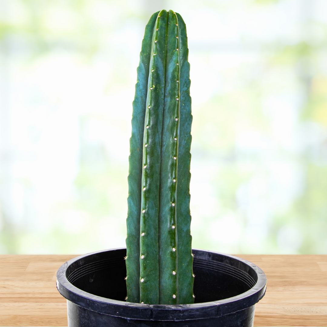 Trichocereus Pachanoi