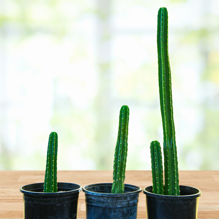 Trichocereus Pachanoi, Size: 12-18