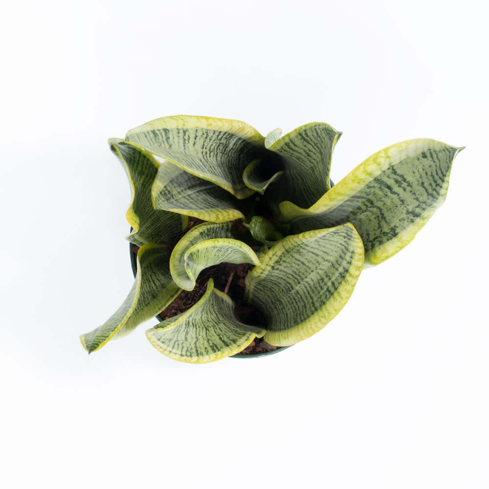 sansevieria snake plant top png Variegated Golden Edge Sansevieria Snake Plant