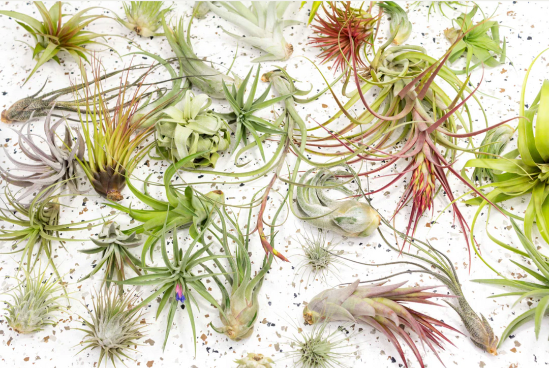 emerald essence air plant Air Plant medium