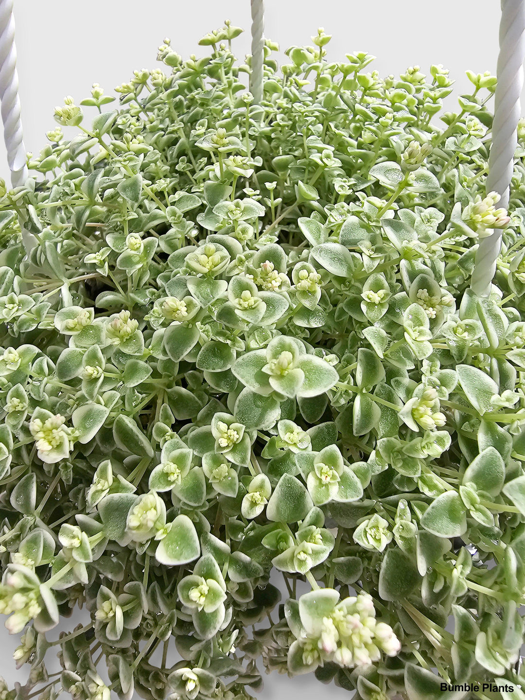 little missy sedum succulent care Sedum Little Missy