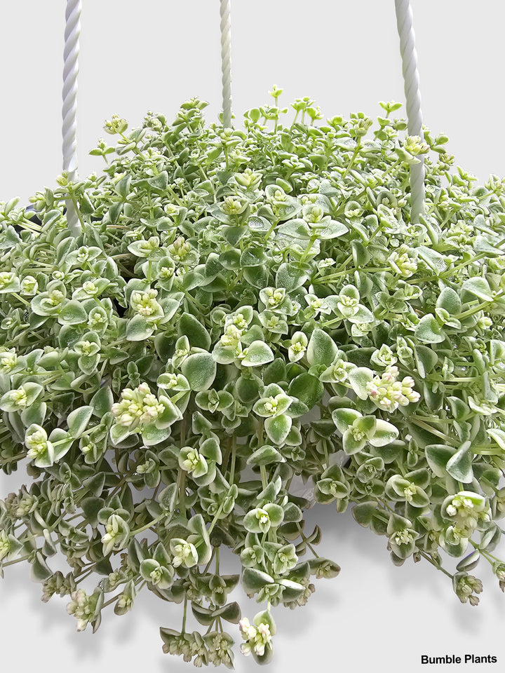 missy succulent Sedum Little Missy