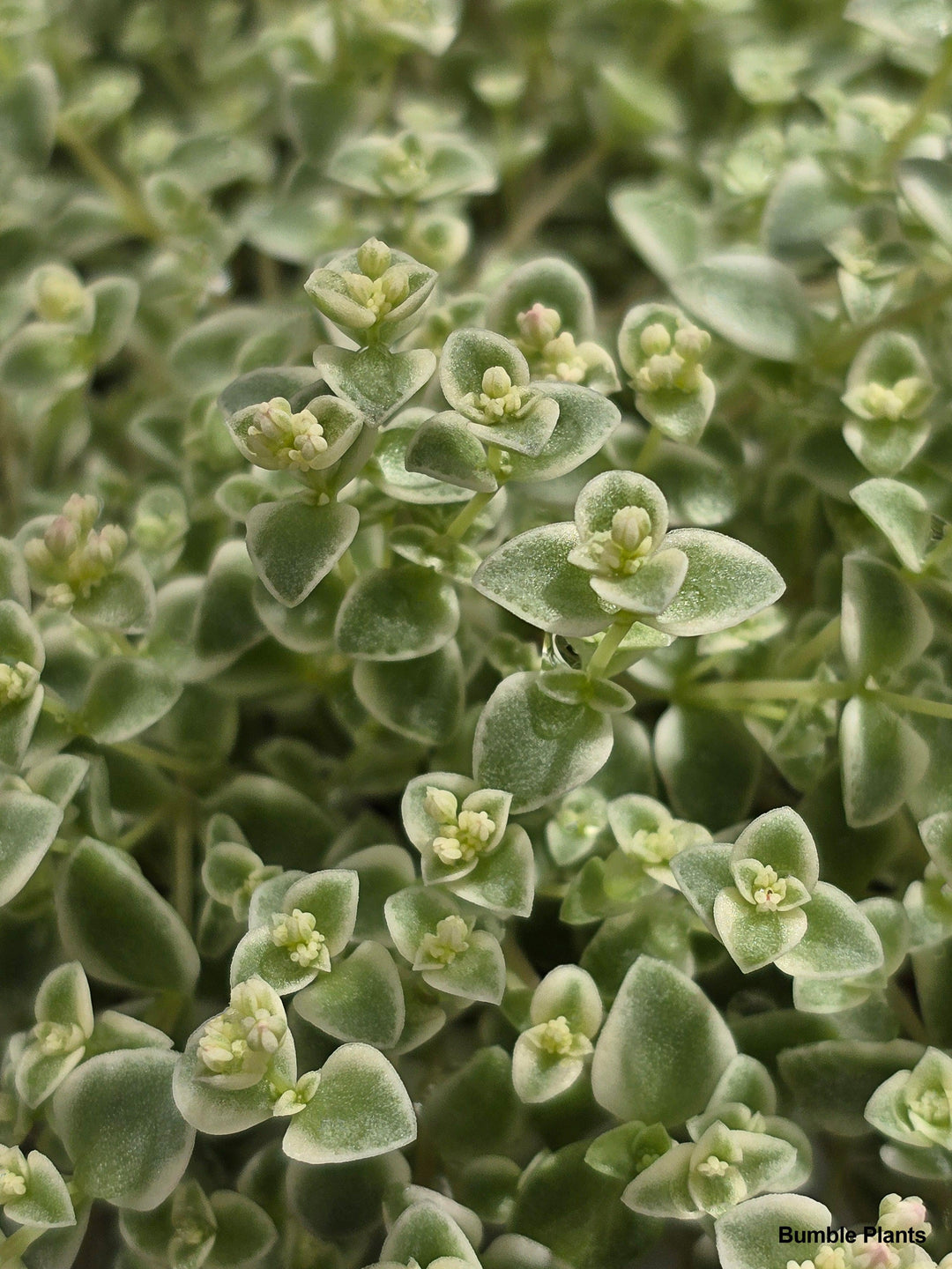 sedum little missy succulent Sedum Little Missy