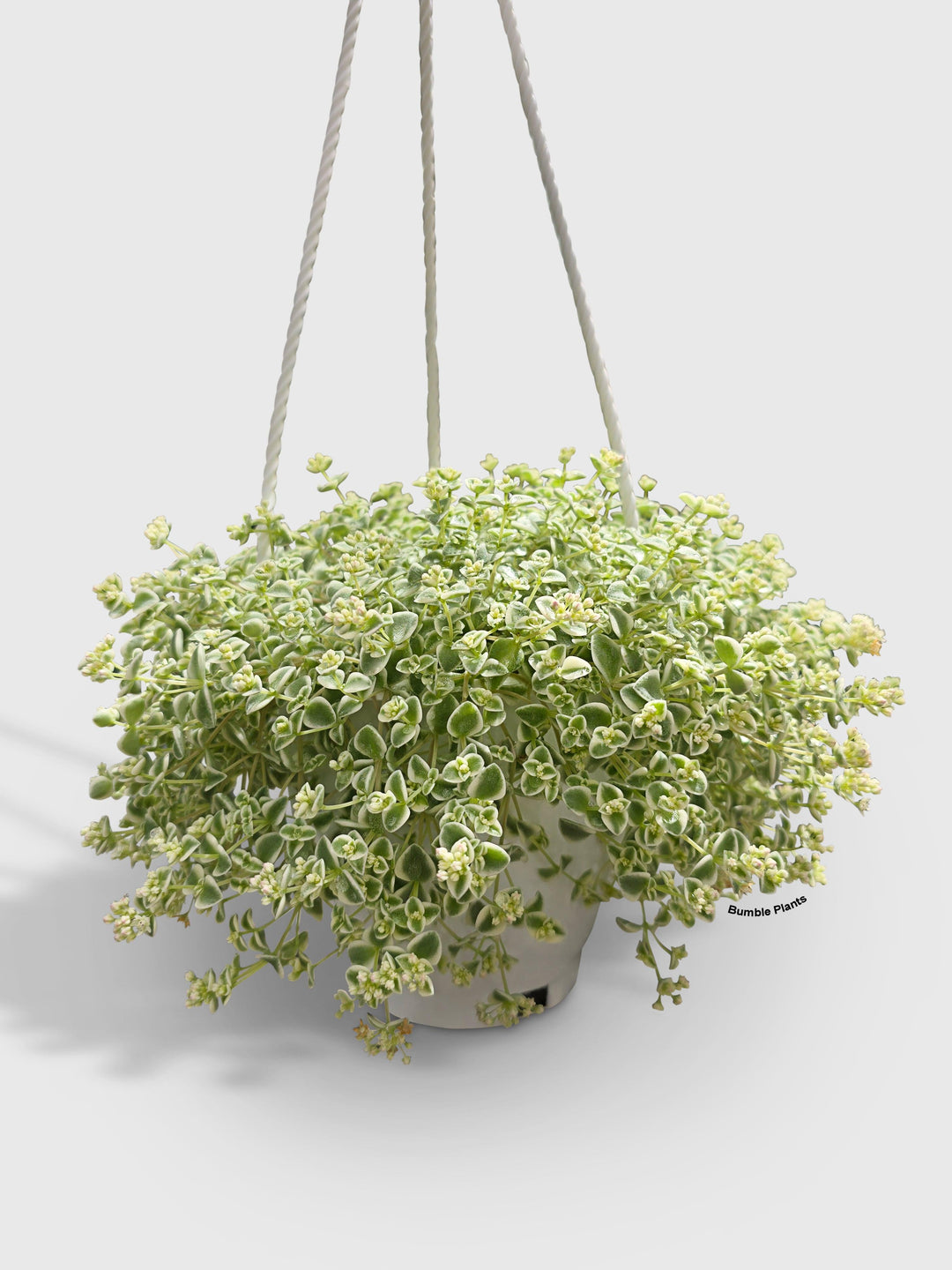 little missy succulent Sedum Little Missy