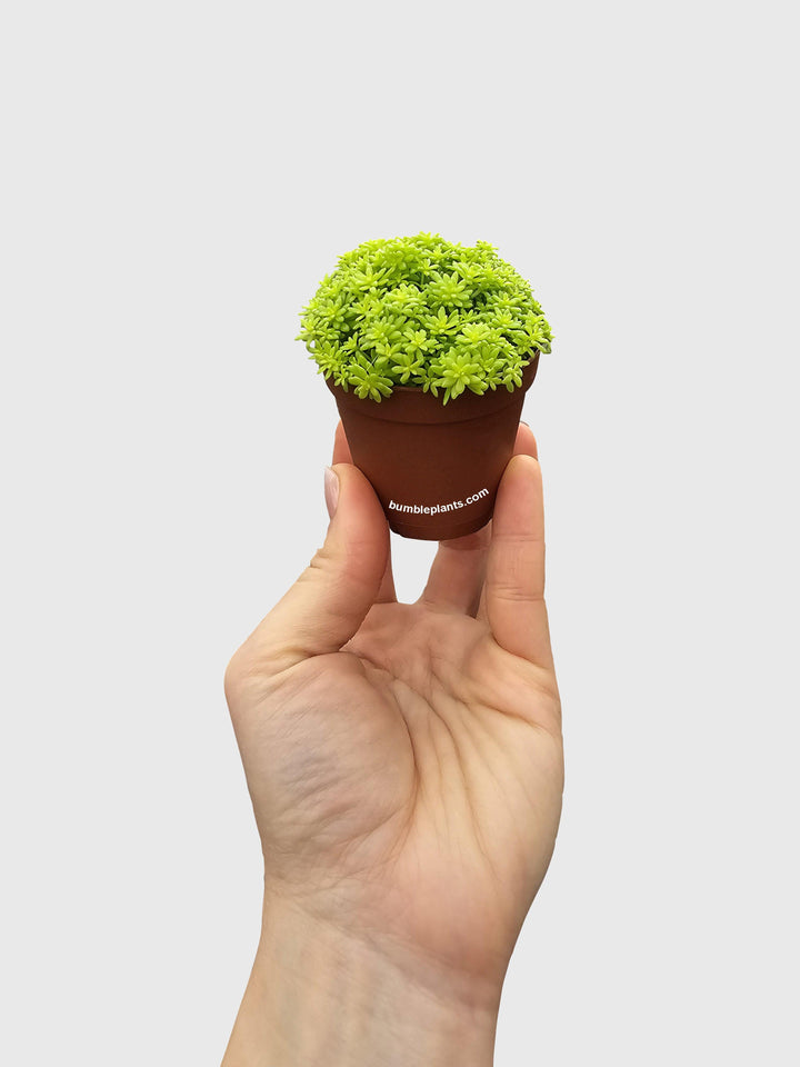 succulent tokyo sun Sedum Japonicum 'Tokyo Sun' (Tokyo Sun Stonecrop)