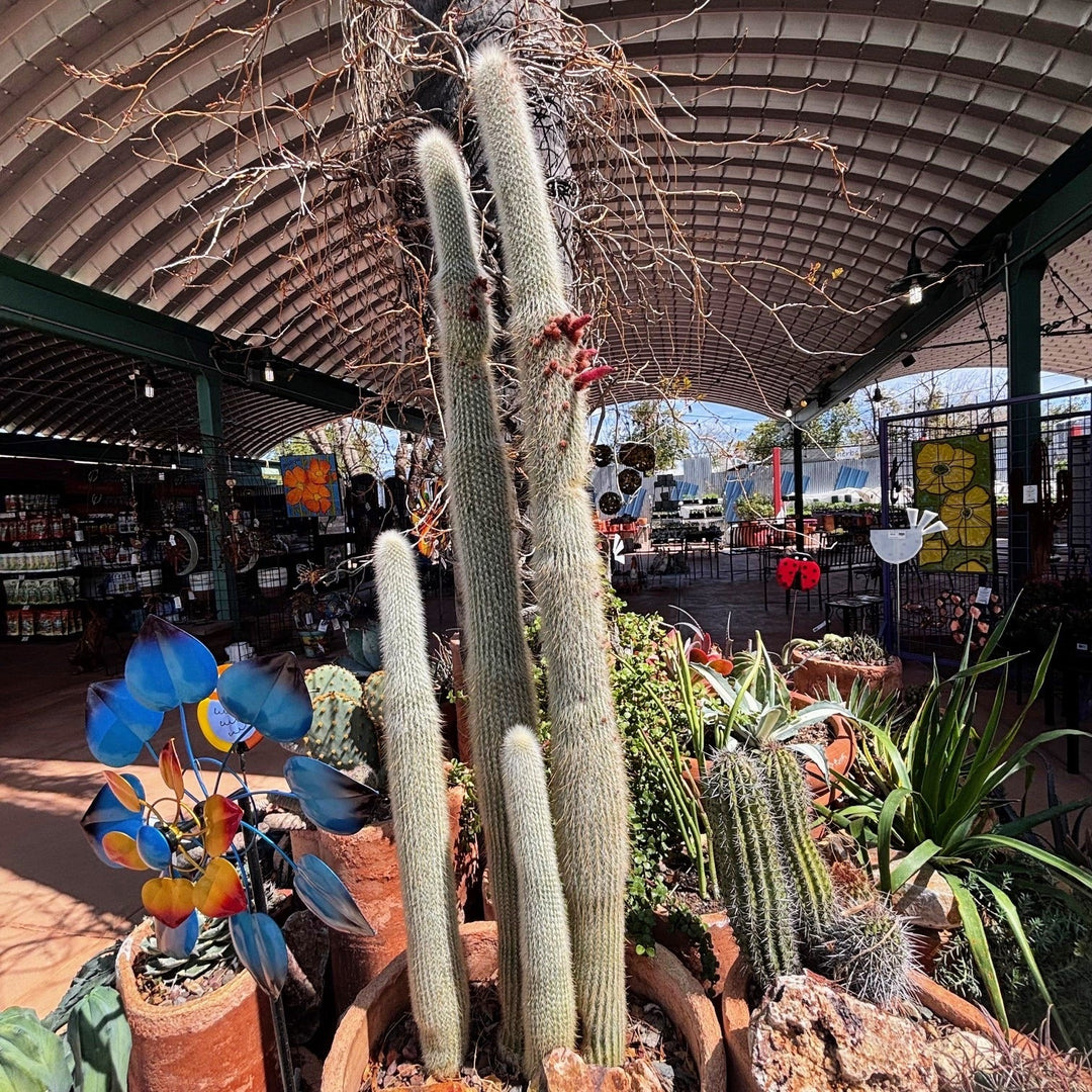 Silver Torch Cactus 12