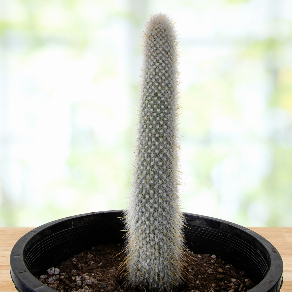 The Cactus Outlet Torch Cactus - Thumbnail 5