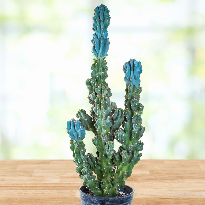 Curiosity Cactus | The American Gringo
