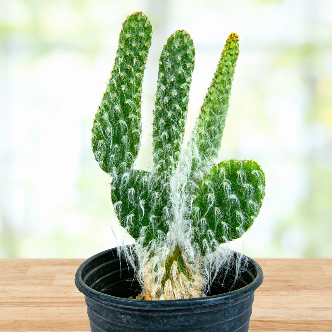 prickly pear cactus snow Snow White Prickly Pear