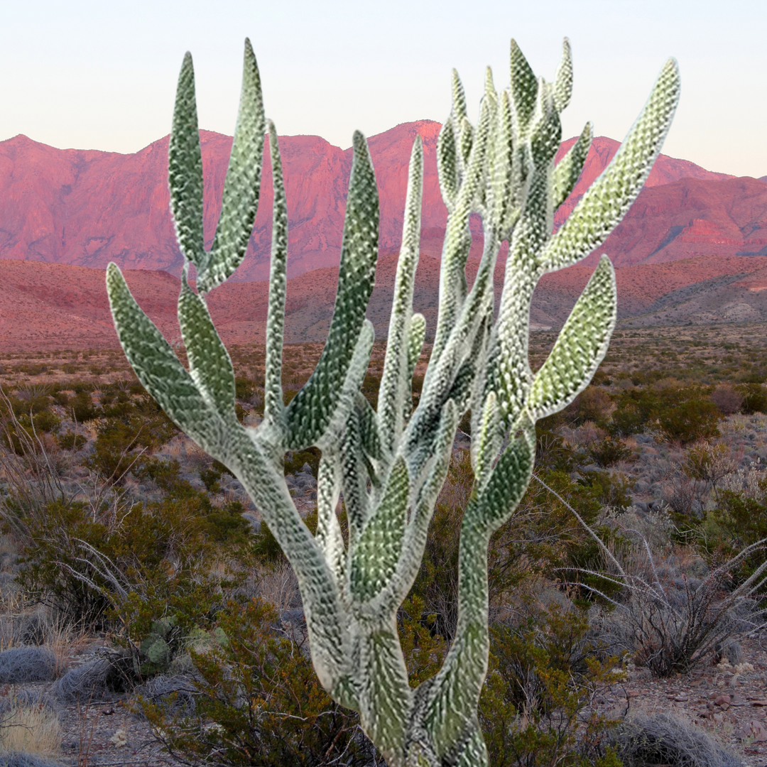 Snow White Prickly Pear