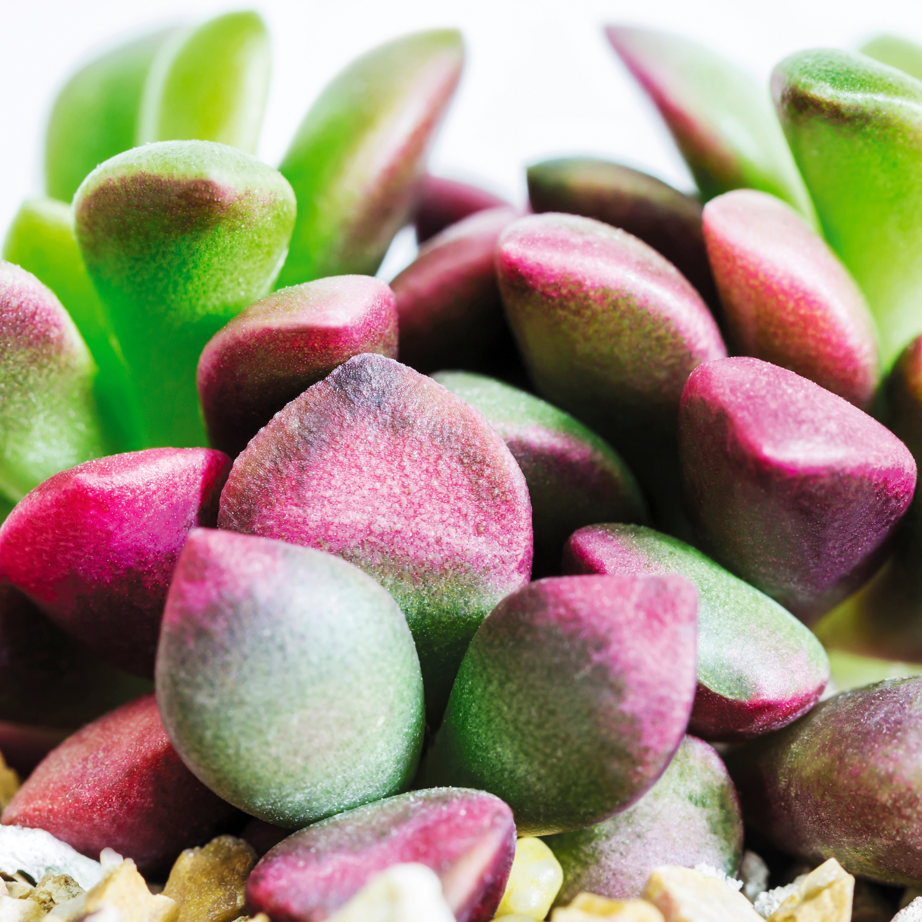 rainbow sand rose succulent Aurora Rainbow Sand Rose Succulent