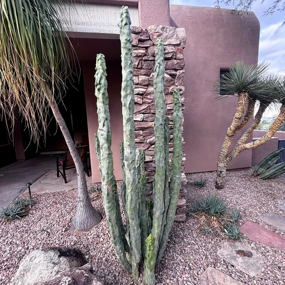 Totem Pole 'Minor' Specimen A