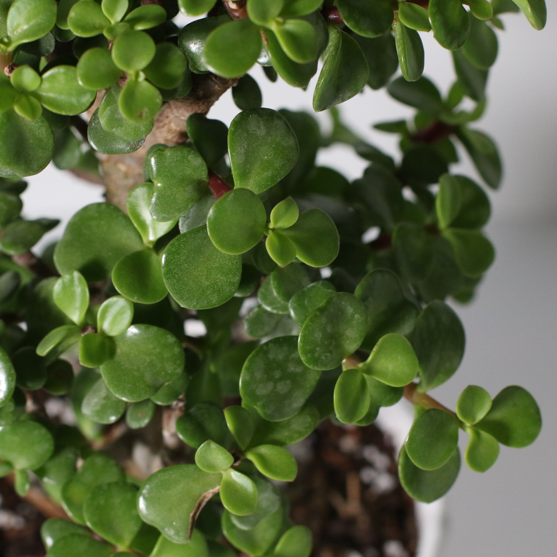 Gringo Tree Lucky Jade Bonsai Tree | The American Gringo