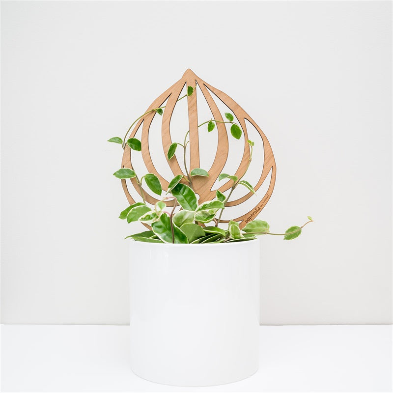 treleaf plant trellis Peptrella
