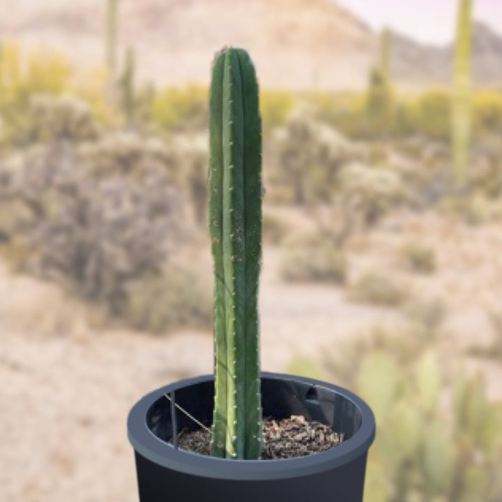 Trichocereus Pachanoi, Size: 12-18