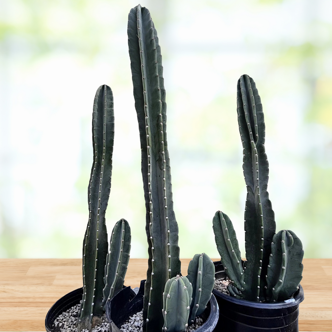 Peruvian Apple Cactus 20