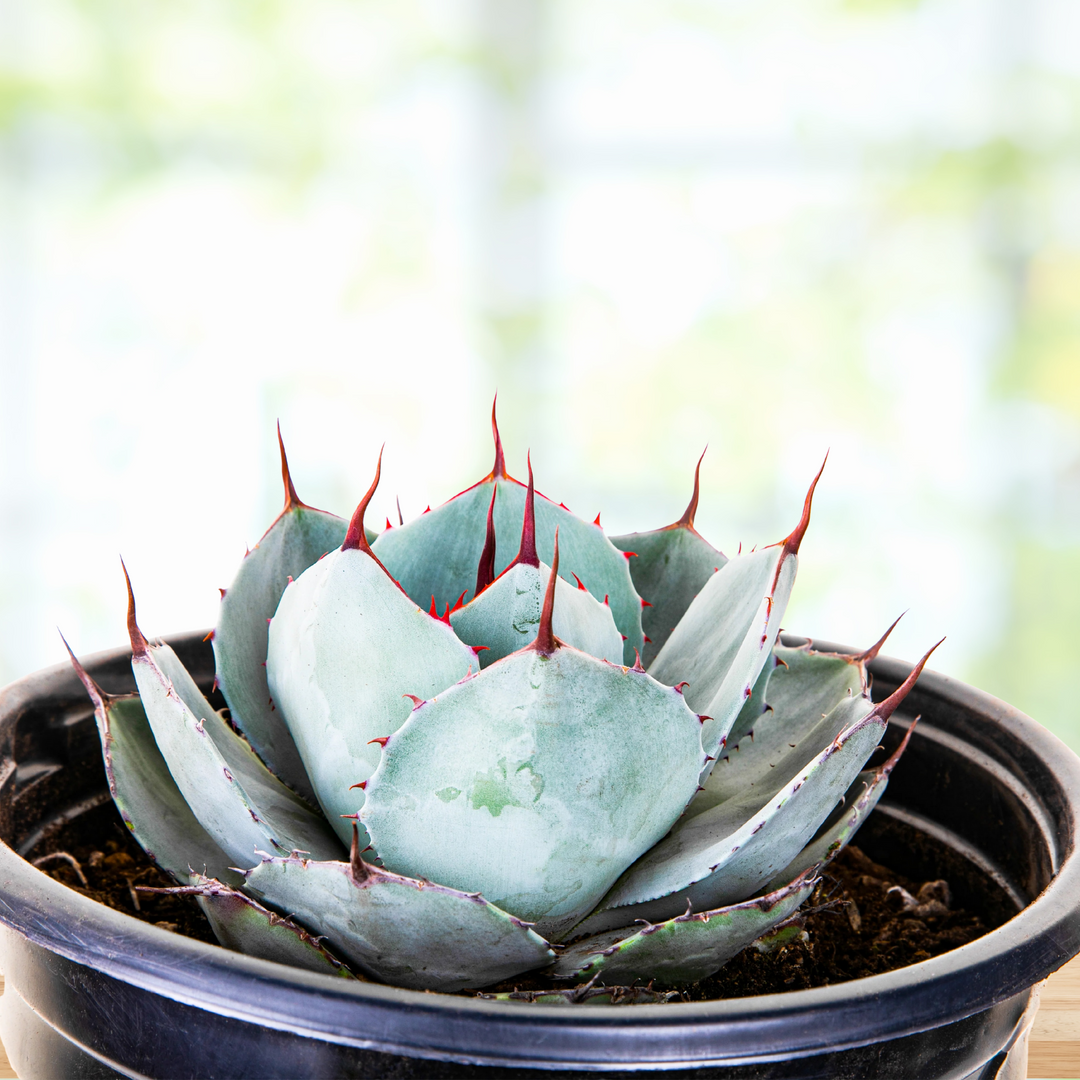 Agave Parryi Truncata | The American Gringo