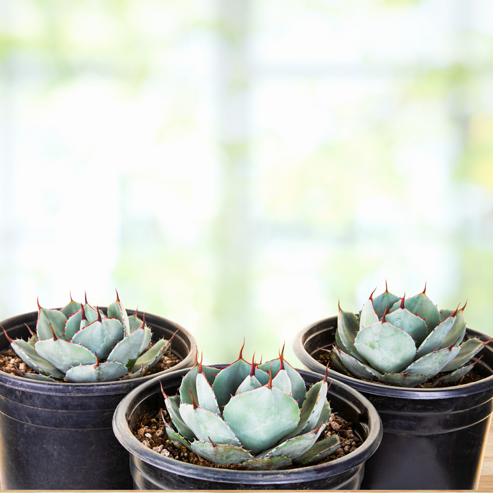 Agave Parryi Truncata | The American Gringo