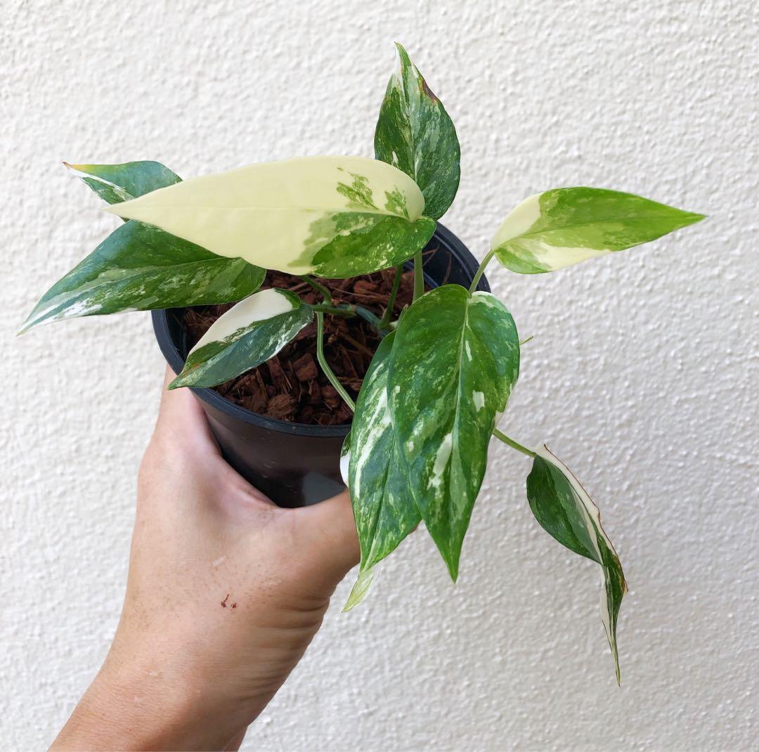 baltic blue pothos variegated Epipremnum Pinnatum Albo Variegata Cebu Blue