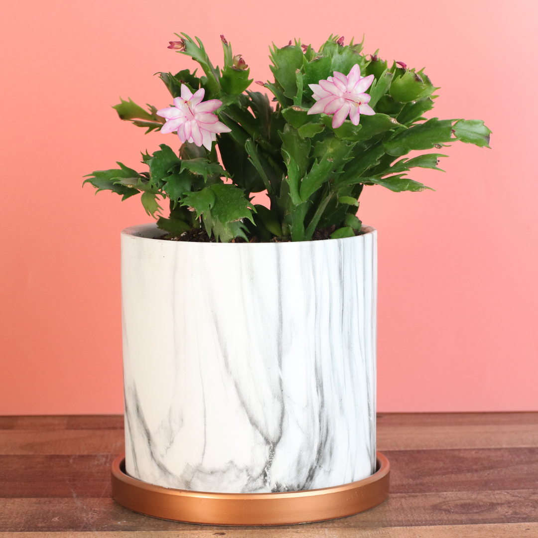 zygo cactus soil Zygo Cactus 6" Planter