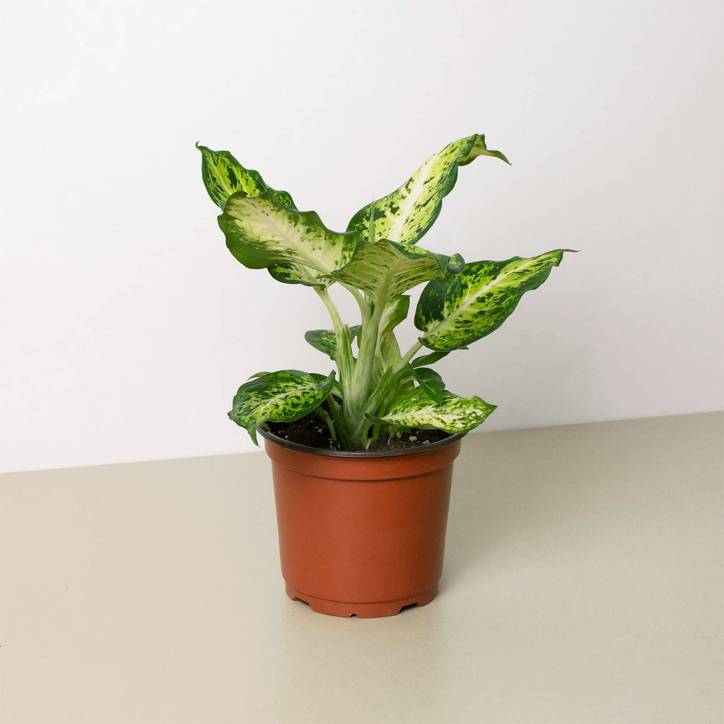House Plant Shop Dieffenbachia Amy
