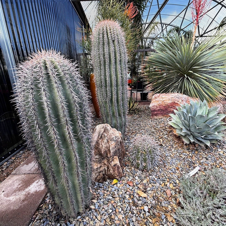 saguaro cactus succulent Saguaro Cactus
