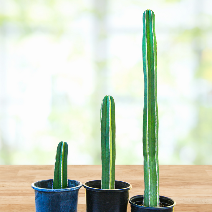 Mexican Fence Post Cactus 15-18