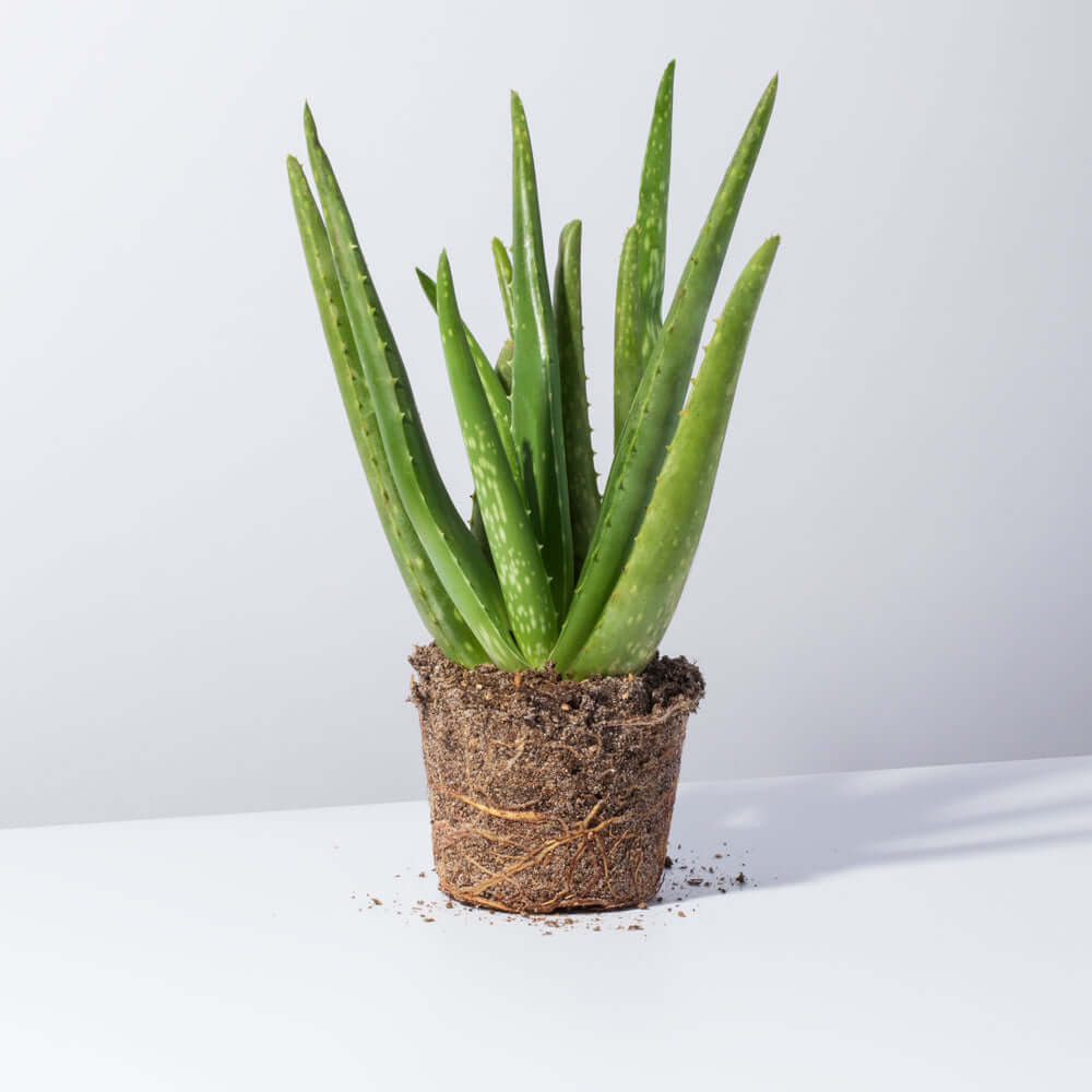 Aloe Vera Plant Valentina Terracotta 5