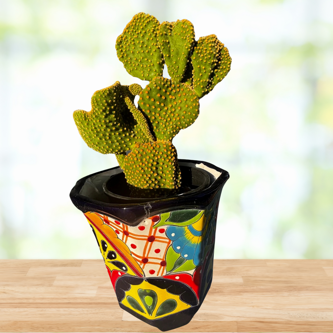 bunny ear prickly pear cactus Opuntia Microdasys, Mutated Funny Bunny Prickly Pear Cactus Plant