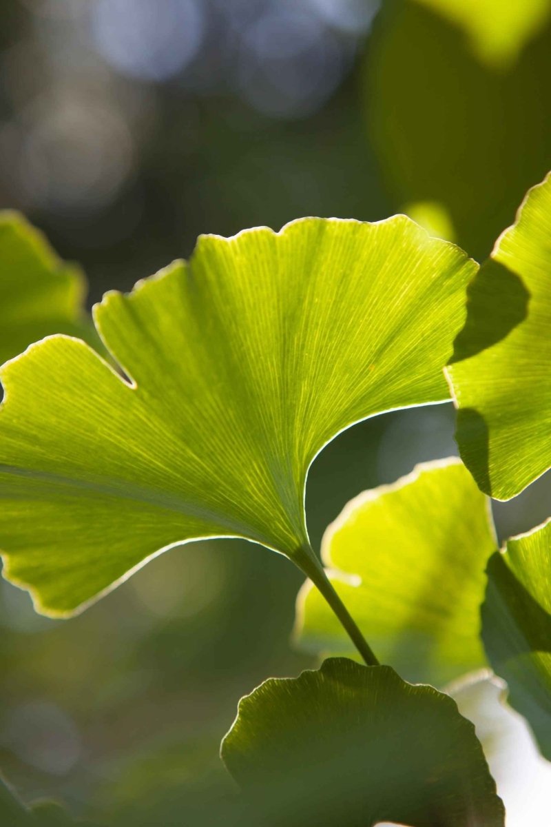 Gringo Tree Ginkgo Biloba 'Maidenhair Tree' Seeds | The American Gringo