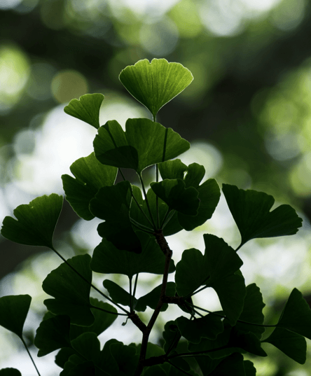 Gringo Tree Ginkgo Biloba 'Maidenhair Tree' Seeds | The American Gringo