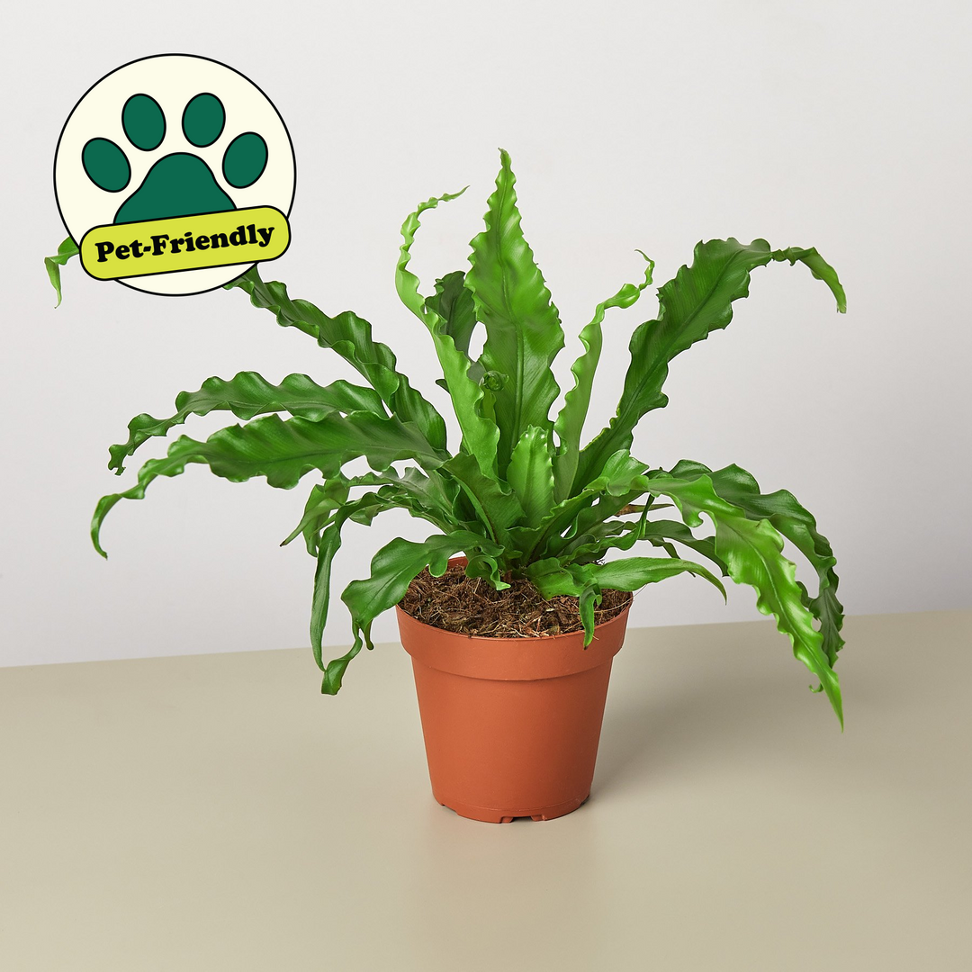 curly bird's nest fern Bird's Nest 'Victoria' Fern