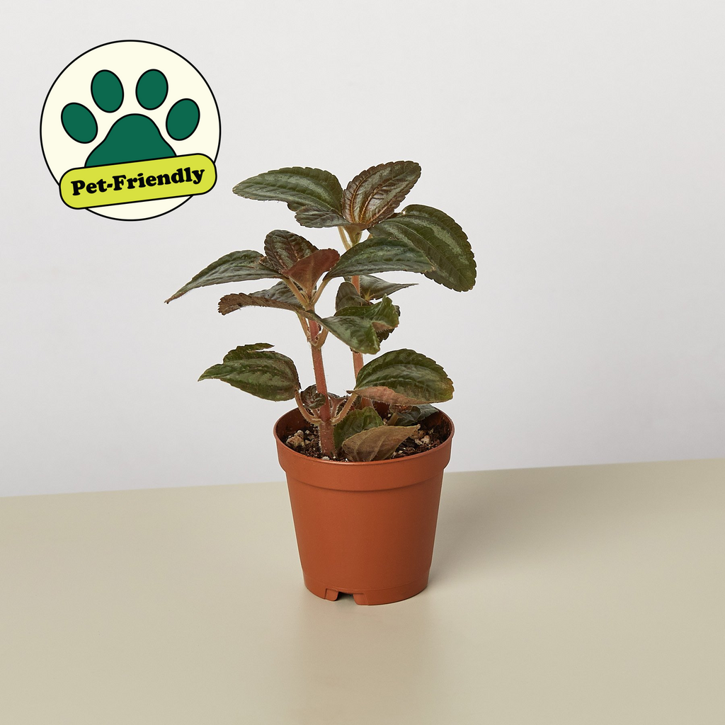 House Plant Shop Pilea - Thumbnail 5