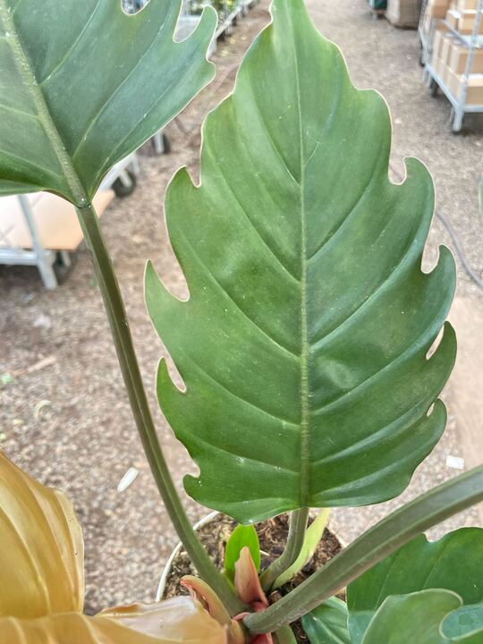 empress philodendron Philodendron Caramel Pluto