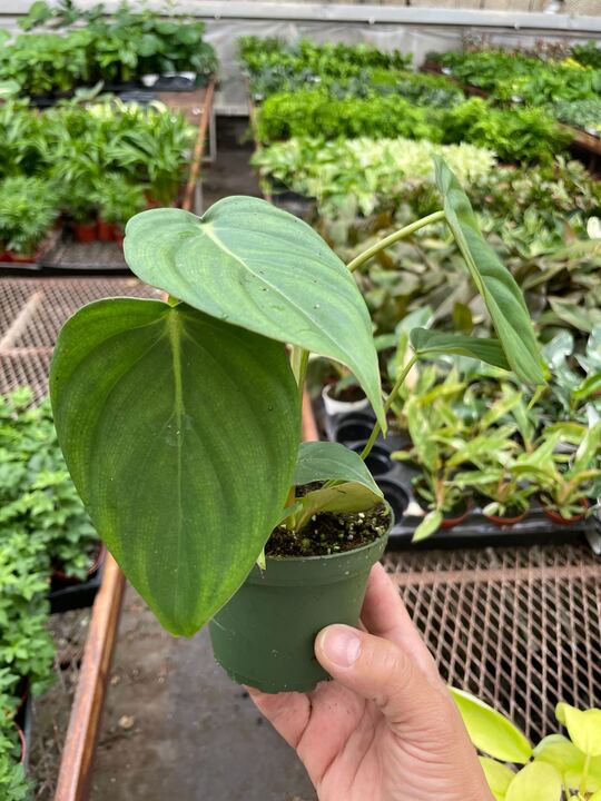 philodendron mcdowell price Philodendron 'Mcdowell'