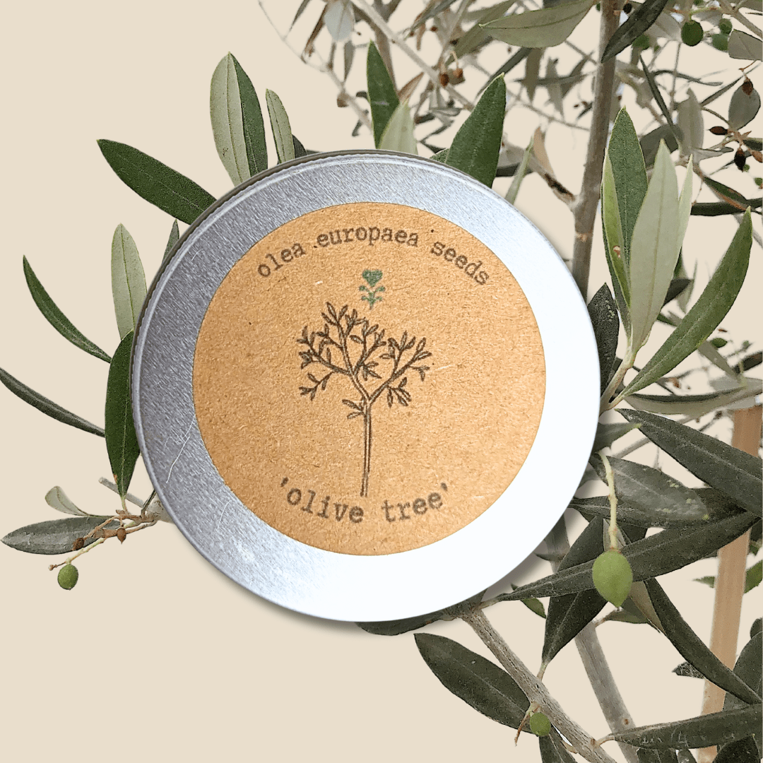 Olea Europaea 'Olive Tree' Seeds | The American Gringo