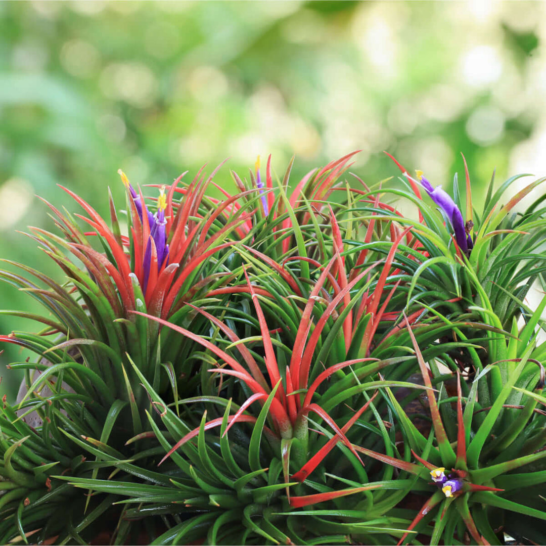 ブロメリア・エアープランツ Tillandsia ionantha  ball ClumpMass.png?crop=center&