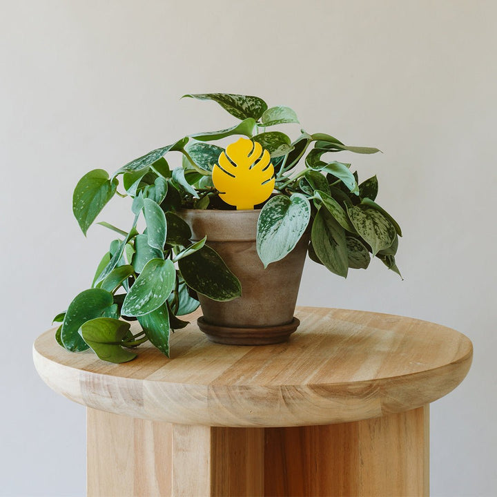 sticky house plant Sticky Traps for Plant Pests