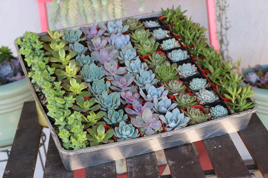 Wedding Succulents Collection