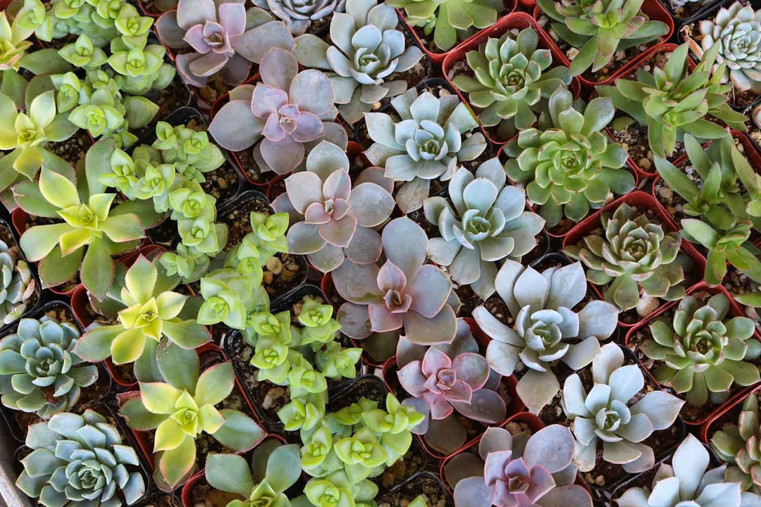 Wedding Succulents Collection - 2 inch Event Favors White Pails / None