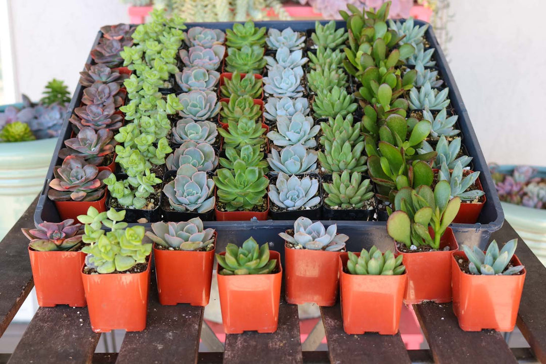 Wedding Succulents Collection